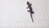 Cicak dalam bahasa Inggris disebut house gecko alias tokek rumah. Sedangkan di Indonesia namanya cicak akrena diambil dari cuara cak cak cak yang mereka keluarkan. (iStock)
