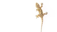 Sadarkan cicak mirip dengan tokek? Secara taksonomi, cecak termasuk ke dalam famili Gekkonidae alias keluarga tokek. Mereka masuk dalam genus Hemidactylus yang terdiri dari beberapa spesies. Spesies yang sering kita jumpai di rumah yaitu Hemidactylus frenatus.  (iStock)