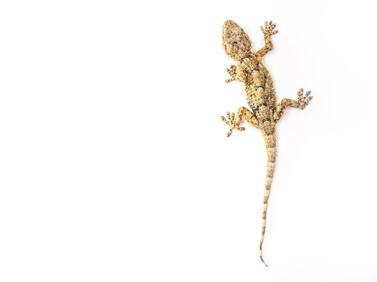 Foto: Fakta Menarik Tentang Cicak