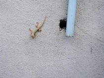 Cara Ampuh Usir Cicak Tanpa Perlu Dibunuh, Cukup Pakai 6 Bahan Alami Ini