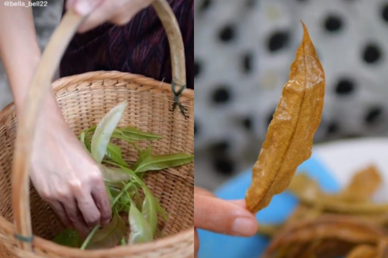 Daun Mangg Goreng Viral di TikTok