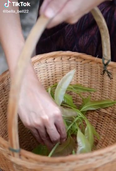 Daun Mangg Goreng Viral di TikTok