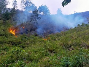 Polisi Tangkap Terduga Pelaku Pembakaran Hutan di Sekitar Danau Toba