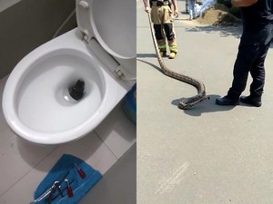 Jabar Banten Hari Ini: Hiii 2 Ular Ngumpet di Toilet-Beras Bantuan Menggumpal Seperti Batu