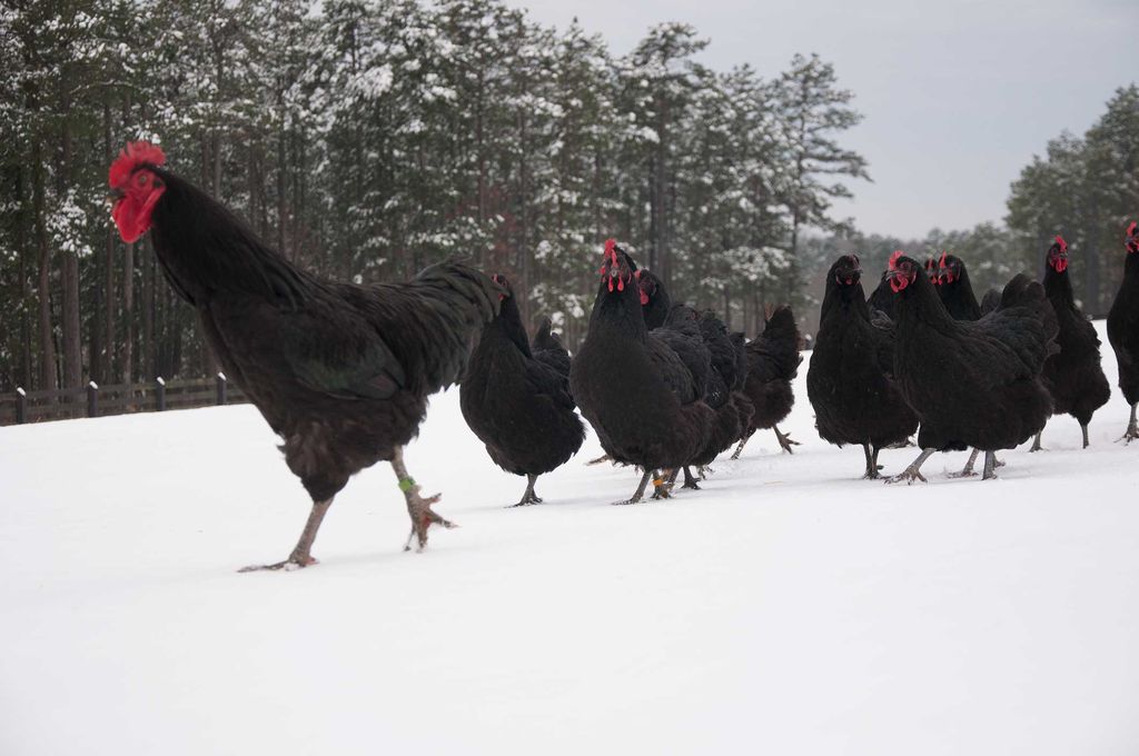 Ayam Hitam Terbesar di Dunia Ini Beratnya Capai 9 Kilogram