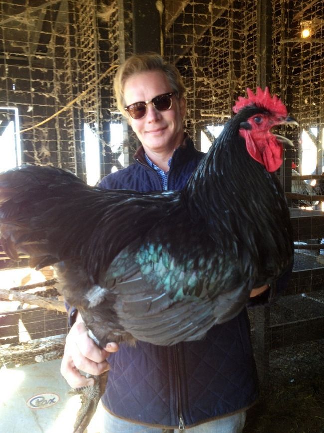 Ayam Hitam Terbesar di Dunia Ini Beratnya Capai 9 Kilogram