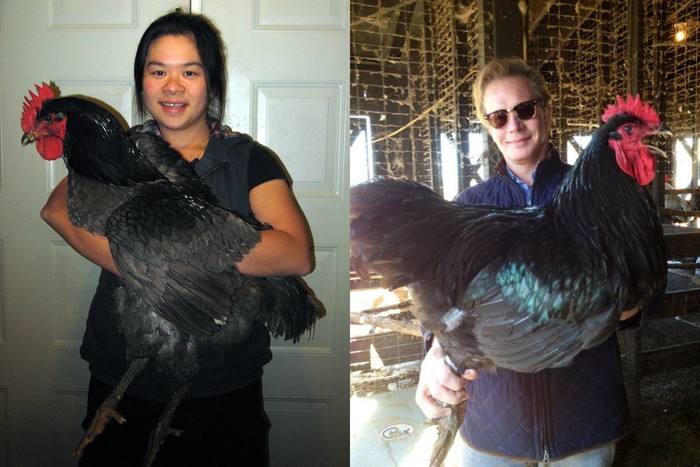 Ayam Hitam Terbesar di Dunia Ini Beratnya Capai 9 Kilogram