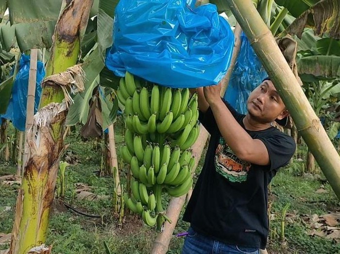 Berkah Keuletan di Masa Pandemi, Pemuda di Lamongan Ini Sukses Dari Bertani Pisang
