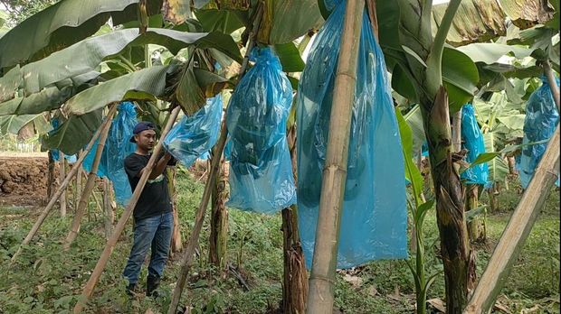 Berkah Keuletan di Masa Pandemi, Pemuda di Lamongan Ini Sukses Dari Bertani Pisang