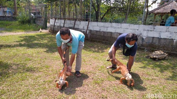 Jogja Extoarium Lepas Satwa