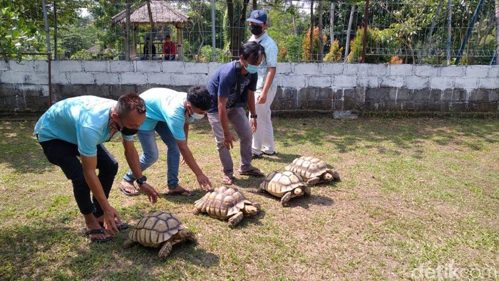 Jogja Extoarium Lepas Satwa