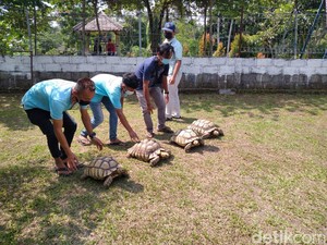 Protes Keras PPKM, Jogja Extoarium Lepaskan Satwa Peliharaan