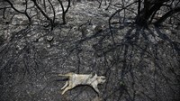 Seekor hewan mati setelah kebakaran hutan di daerah Varibobi, Athena utara, Kamis, 5 Agustus 2021. Foto AP/Lefteris Pitarakis.