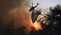 Kebakaran hutan ini terjadi karena adanya gelombang panas yang paling intens selama beberapa dekade di Yunani. AP Photo/Michael Varaklas.