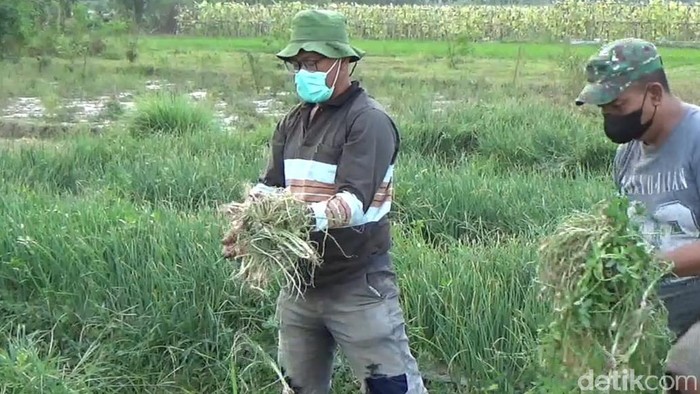 Lahan bawang merah yang dicuri di Desa Manjung, Klaten, Jumat (6/8/2021).