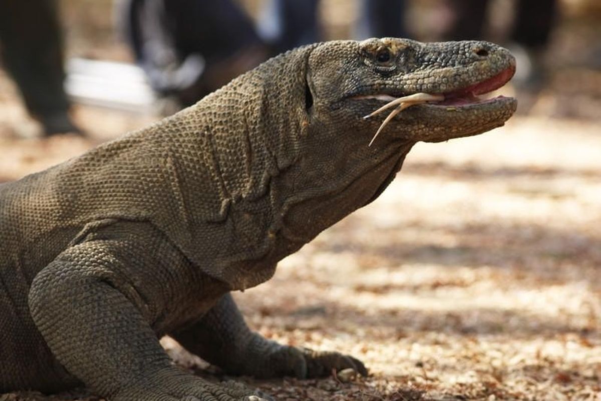 Persebaran Fauna Di Indonesia Bagian Barat Dan Tengah