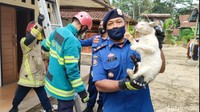 Damkar Ciamis pernah melakukan evakuasi terhadap kucing liar yang kerap merusak rumah warga. Tak tanggung-tanggung, Damkar Ciamis mengevakuasi total 5 kucing liar dari rumah warga. (Foto: Dadang Hermansyah)