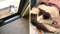 sumber: desertroserobin/redditSeseorang membeli rumah dan terkejut menemukan seekor kucing. Ternyata si majikan kucing tersebut sudah meninggal, dan pemilik rumah sebelumnya enggan merawatnya.