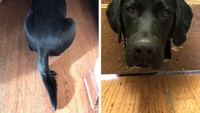 4. sumber MyrtyGert/redditPemilik sebelumnya sengaja membuat lubang di pintu menuju ruang bawah tanahnya. Lubang itu kini jadi fasilitas favorit anjing si pemilik rumah yang baru.