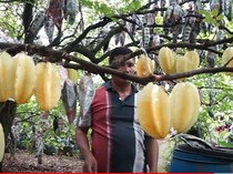 Bukan Cuma Buahnya, Daun Belimbing Juga Punya Segudang Khasiat