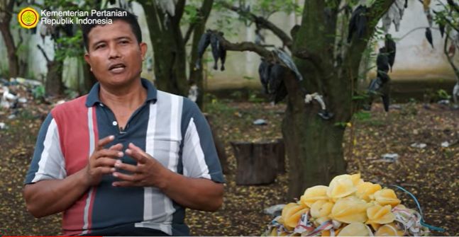 Gagal Jadi Tentara, Pria Ini Sukses Jadi Petani Belimbing