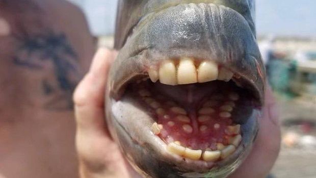 Ikan dengan 'gigi manusia' ditangkap di North Carolina, AS, menggegerkan pengunjung pantai