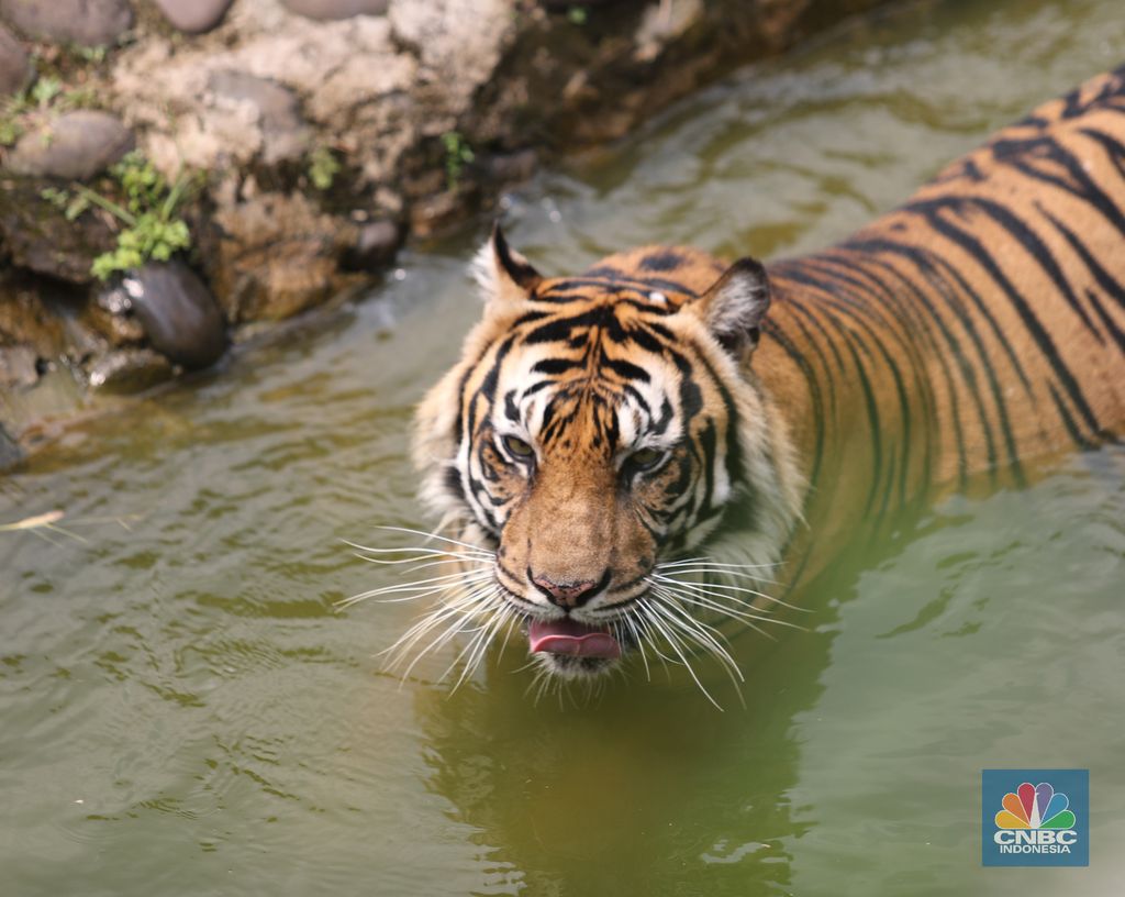 Ilustrasi Harimau (CNBC Indonesia/ Tri Susilo) Petugas kesehatan mengambil sempel hasil swab Harimau Sumatera di Taman Margasatwa Ragunan, Jakarta, Senin (2/8/2021). (CNBC Indonesia/ Tri Susilo)