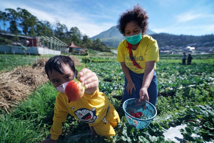 Domi (49) sedang memanen buah strawberry di Tlogodringo, Tawangmangu, Karanganyar, Jawa Tengah. Bulan ini merupakan puncak panen buah tersebut. Domi memanen buah strawberry di kebunnya daerah Tlogodringo, Tawangmangu, Karanganyar, Jawa Tengah, Sabtu (7/8/2021).