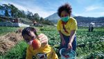 Melihat Puncak Musim Panen Strawberry di Tawangmangu