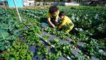 Melihat Puncak Musim Panen Strawberry di Tawangmangu