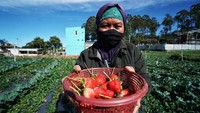 Menurut para petani, panen tahun ini lebih baik dibanding tahun lalu.