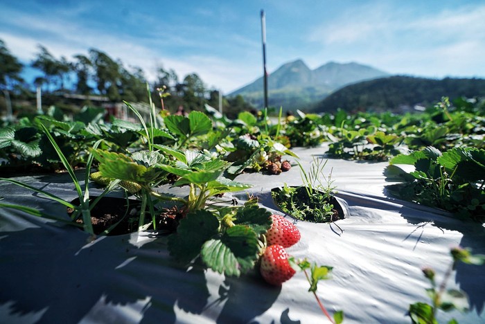 Panen Strawberry Domi (49) sedang memanen buah strawberry di Tlogodringo, Tawangmangu, Karanganyar, Jawa Tengah. Bulan ini merupakan puncak panen buah tersebut. Domi memanen buah strawberry di kebunnya daerah Tlogodringo, Tawangmangu, Karanganyar, Jawa Tengah, Sabtu (7/8/2021).