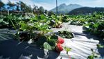 Melihat Puncak Musim Panen Strawberry di Tawangmangu
