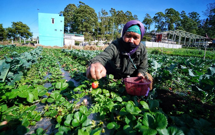 Domi (49) sedang memanen buah strawberry di Tlogodringo, Tawangmangu, Karanganyar, Jawa Tengah. Bulan ini merupakan puncak panen buah tersebut. Domi memanen buah strawberry di kebunnya daerah Tlogodringo, Tawangmangu, Karanganyar, Jawa Tengah, Sabtu (7/8/2021).
