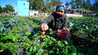 Domi (49) memanen buah strawberry di kebunnya daerah Tlogodringo, Tawangmangu, Karanganyar, Jawa Tengah, Sabtu (7/8/2021).