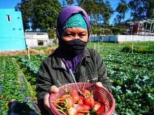 Petani Strawberry Tawangmangu Senang, Panen Besar Dijual Mahal