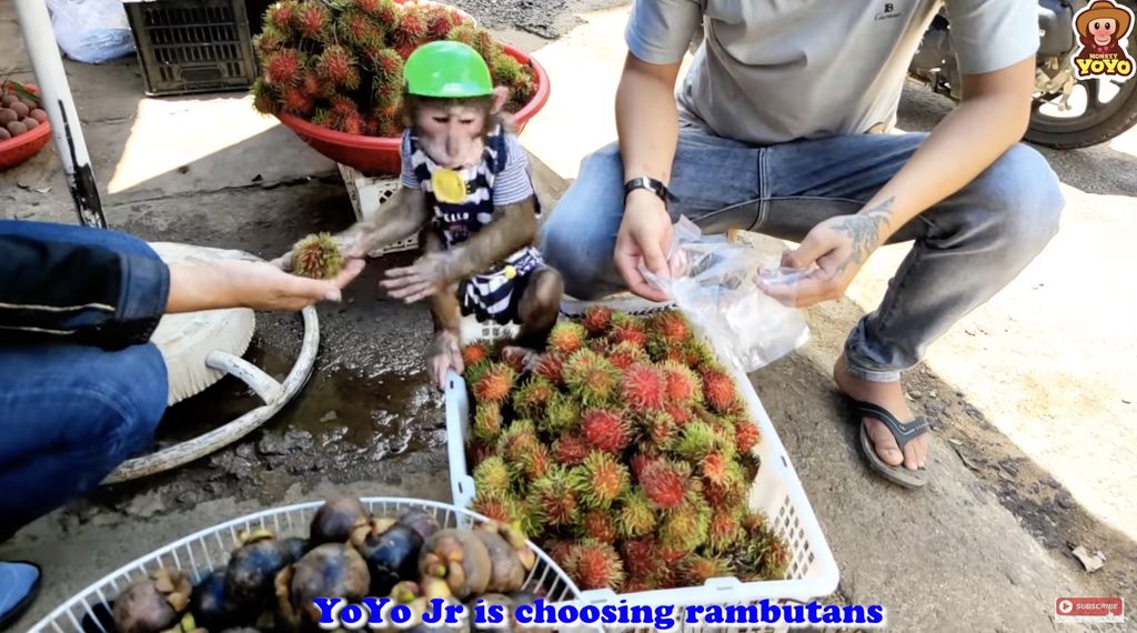 YoYo, YouTuber Monyet yang Pintar Belanja Buah hingga Panen Wortel