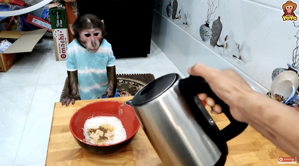 YoYo, YouTuber Monyet yang Pintar Belanja Buah hingga Panen Wortel