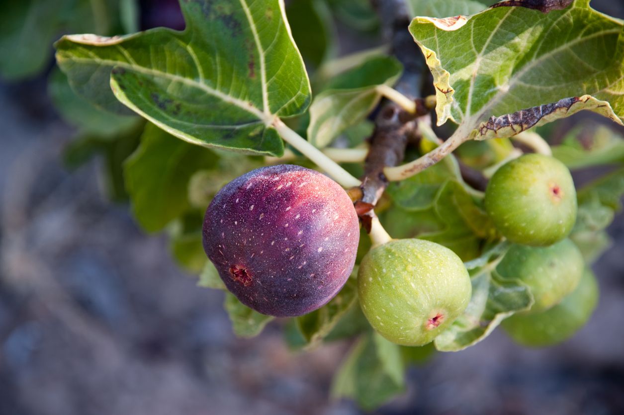 5 Manfaat Buah Tin untuk Kesehatan, Buah yang Disebut dari Surga