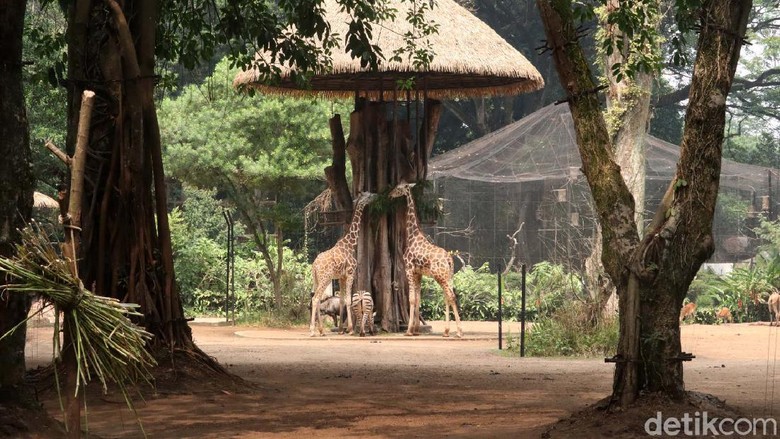 Kebun Binatang Bandung ditutup selama PPKM Level 4. Kebun Binatang Bandung pun sudah siap jika besok PPKM Level 4 dilonggarkan oleh pemerintah.