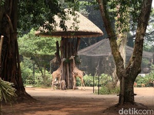 Denda Rp 17,1 M dan Masa Depan Satwa di Kebun Binatang Bandung
