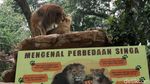 Bonbin Bandung Bersiap Diri Jika Aturan PPKM Dilonggarkan