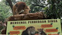 Bandung Zoo Logical Garden (Bagoza) atau Kebun Binatang Bandung sudah mempersiapkan protokol kesehatan yang sangat ketat, jika besok, Senin (9/8/2021) evaluasi Pemberlakuan Pembatasan Kegiatan Masyarakat (PPKM) Level 4 bisa dilonggarkan oleh pemerintah.