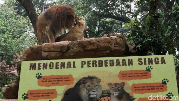 Bonbin Bandung Bersiap Diri Jika Aturan PPKM Dilonggarkan Kebun Binatang Bandung ditutup selama PPKM Level 4. Kebun Binatang Bandung pun sudah siap jika besok PPKM Level 4 dilonggarkan oleh pemerintah.