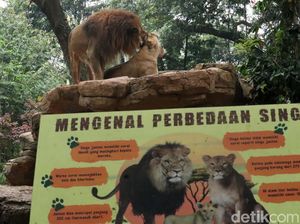 Rekreasi Sambil Belajar di Kebun Binatang Bandung, Segini Harga Tiketnya