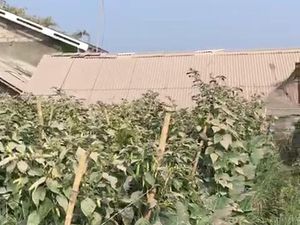 Rumah-rumah di Boyolali Diguyur Abu Akibat Merapi Erupsi