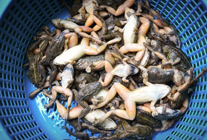 Hukum makan katak atau swike dalam Islam
