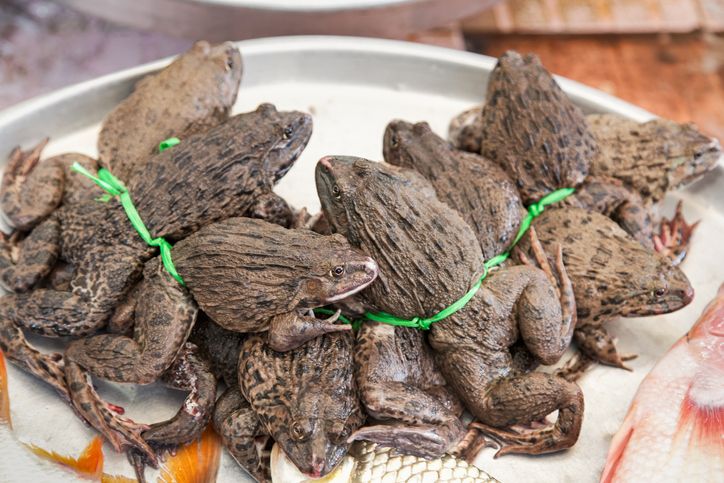 Hukum makan katak atau swike dalam Islam