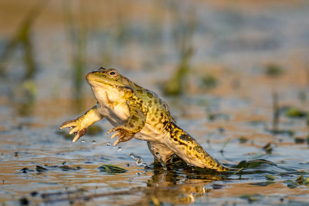 Katak Berkembang Biak Dengan Cara Apa Ini Jawabannya