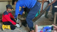 Evakuasi terhadap ular berlangsung dramatis karena besarnya ukuran ular.